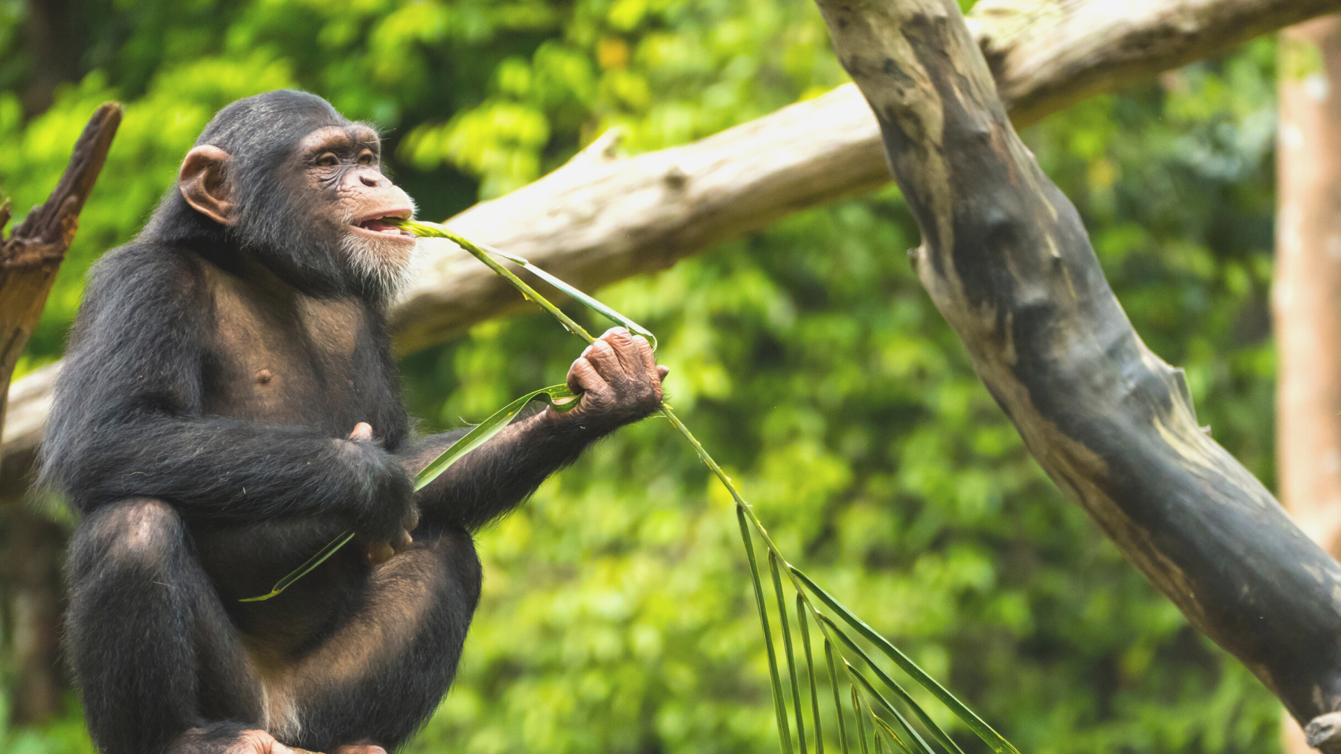 Warum können Babys und Schimpansen mit Wahrscheinlichkeiten umgehen, Erwachsene aber nicht?
